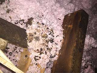 Prevent Rodent Infestation | Attic Cleaning Pasadena, CA Prevent Rodent Infestation | Attic Cleaning Pasadena, CA