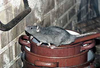 Rodent Proofing Project | Attic Cleaning Pasadena, CA