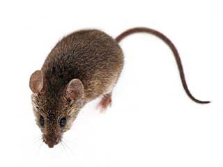 Rodent Proofing Service | Attic Cleaning Pasadena, CA