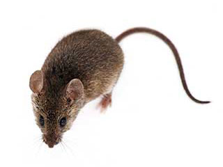 Rodent Proofing Service | Attic Cleaning Pasadena, CA Rodent Proofing Service | Attic Cleaning Pasadena, CA